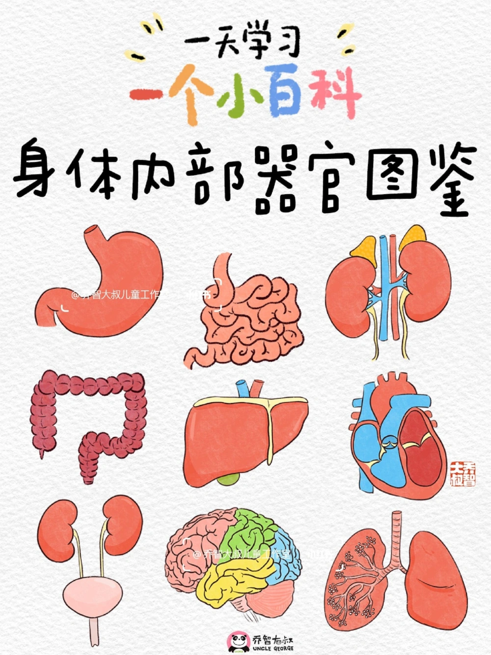 一天一个小百科&mdash;&mdash;身体内部器官图鉴_中小学精品资料(高清可打印)_百科知识大全集312份高清资料整理版