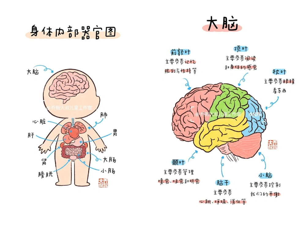 一天一个小百科&mdash;&mdash;身体内部器官图鉴_中小学精品资料(高清可打印)_百科知识大全集312份高清资料整理版