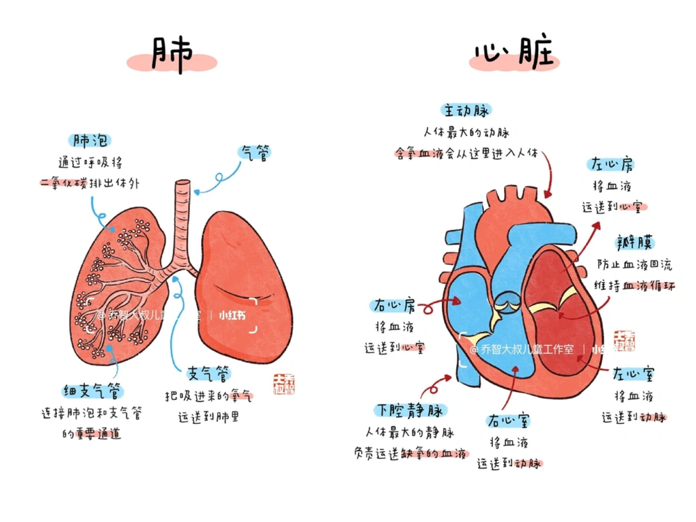 一天一个小百科&mdash;&mdash;身体内部器官图鉴_中小学精品资料(高清可打印)_百科知识大全集312份高清资料整理版