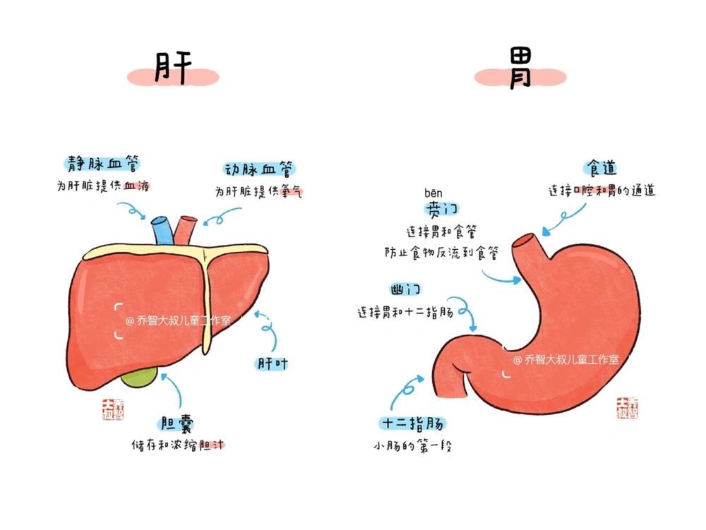 一天一个小百科&mdash;&mdash;身体内部器官图鉴_中小学精品资料(高清可打印)_百科知识大全集312份高清资料整理版