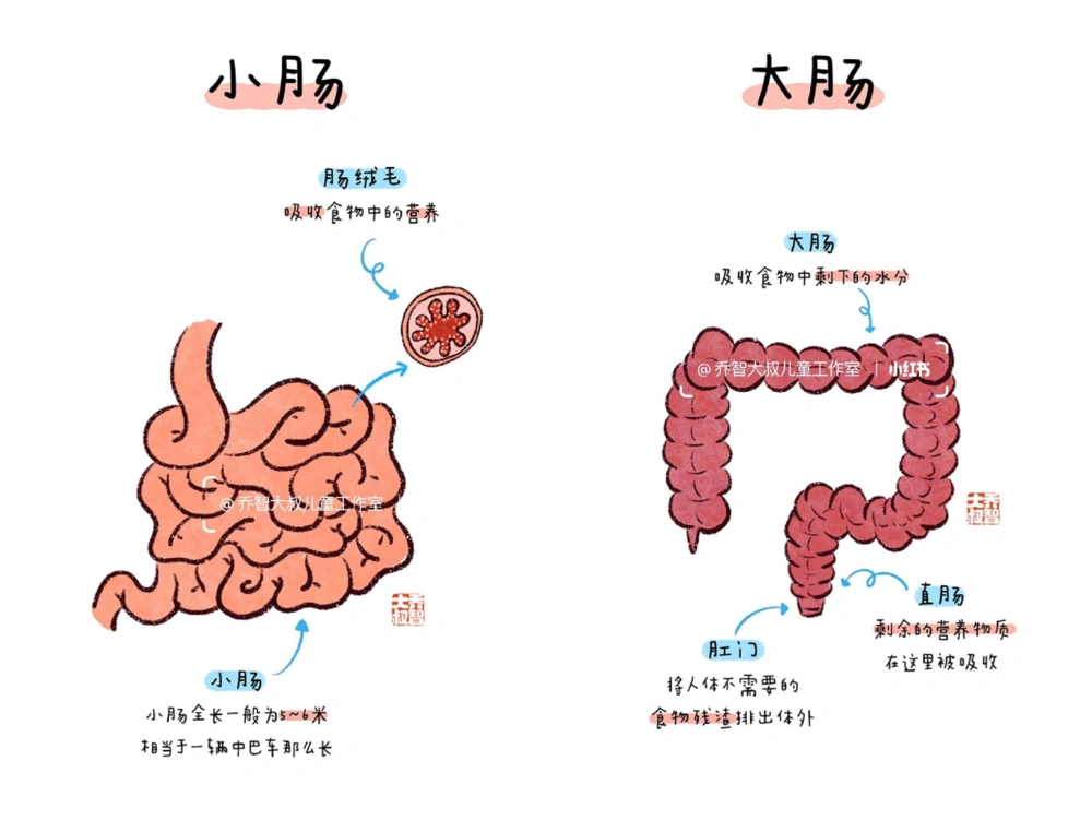 一天一个小百科&mdash;&mdash;身体内部器官图鉴_中小学精品资料(高清可打印)_百科知识大全集312份高清资料整理版