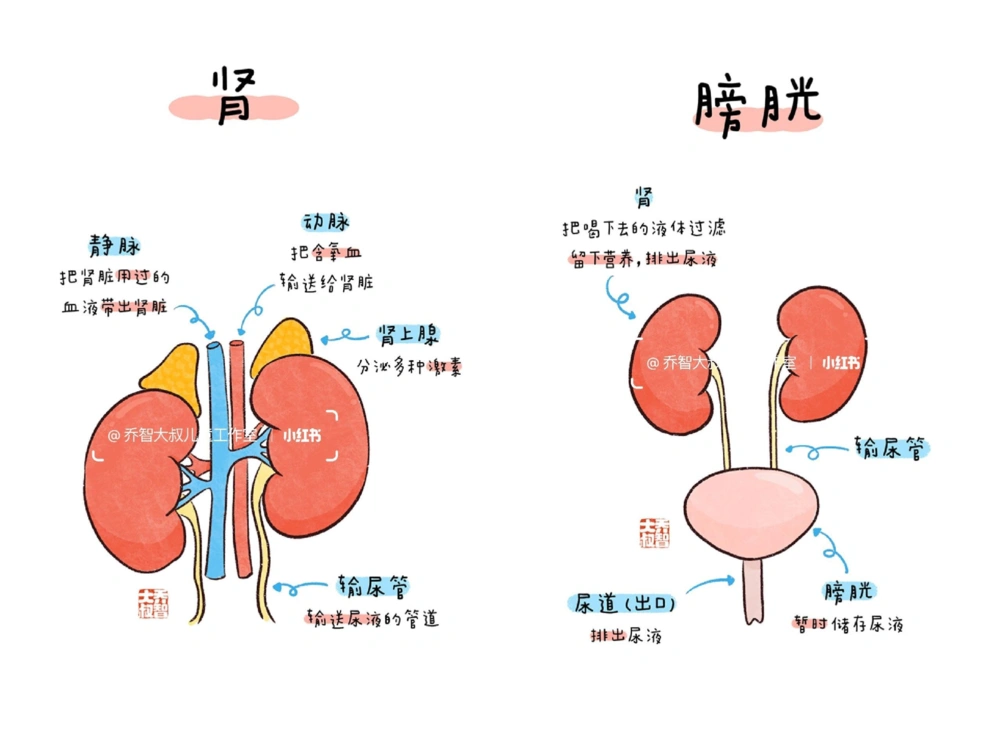一天一个小百科&mdash;&mdash;身体内部器官图鉴_中小学精品资料(高清可打印)_百科知识大全集312份高清资料整理版
