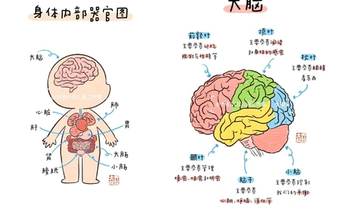 一天一个小百科&mdash;&mdash;身体内部器官图鉴_中小学精品资料(高清可打印)_百科知识大全集312份高清资料整理版