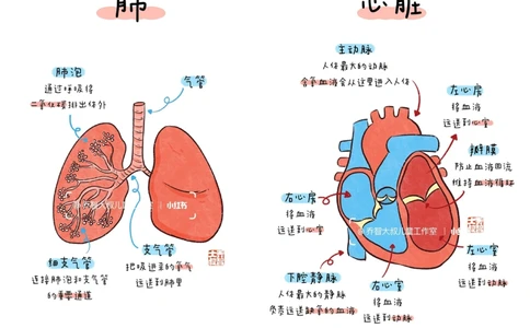 一天一个小百科&mdash;&mdash;身体内部器官图鉴_中小学精品资料(高清可打印)_百科知识大全集312份高清资料整理版