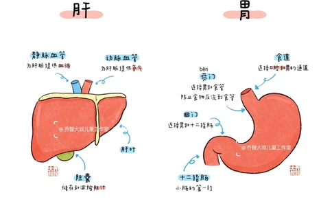 一天一个小百科&mdash;&mdash;身体内部器官图鉴_中小学精品资料(高清可打印)_百科知识大全集312份高清资料整理版
