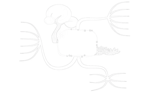 50套黑白导图_小学生思维导图模板50套