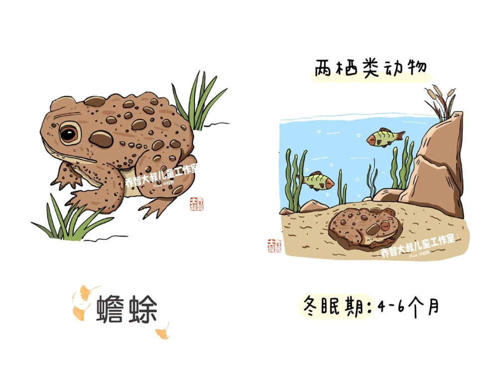 一天一个小百科&mdash;&mdash;冬眠的动物（一）_中小学精品资料(高清可打印)_百科知识大全集312份高清资料整理版