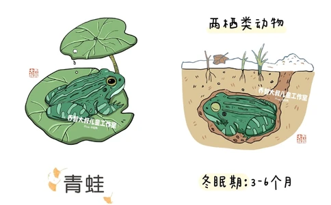 一天一个小百科&mdash;&mdash;冬眠的动物（一）_中小学精品资料(高清可打印)_百科知识大全集312份高清资料整理版