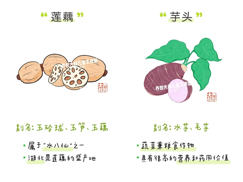一天一个小百科&mdash;&mdash;常见蔬菜认知（一）_中小学精品资料(高清可打印)_百科知识大全集312份高清资料整理版