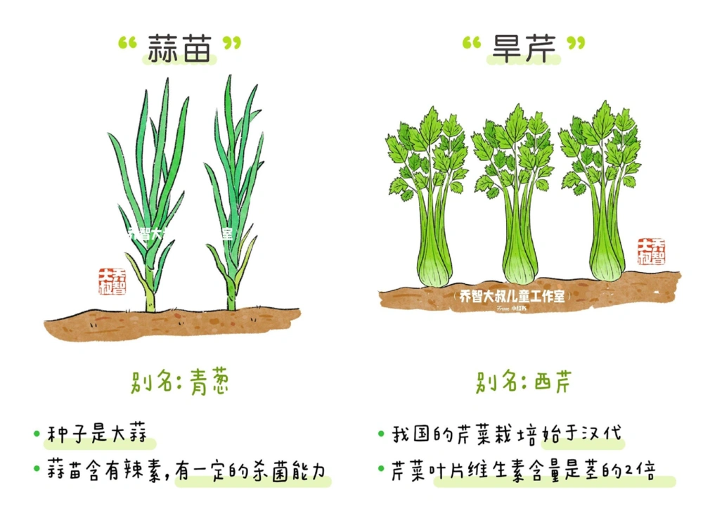一天一个小百科&mdash;&mdash;常见蔬菜认知（一）_中小学精品资料(高清可打印)_百科知识大全集312份高清资料整理版