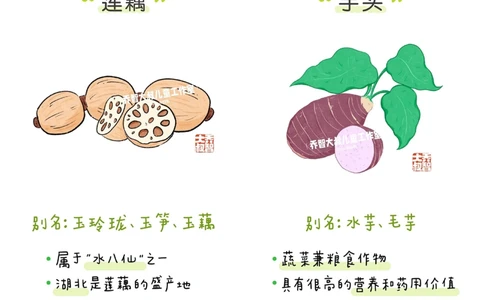 一天一个小百科&mdash;&mdash;常见蔬菜认知（一）_中小学精品资料(高清可打印)_百科知识大全集312份高清资料整理版