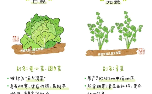 一天一个小百科&mdash;&mdash;常见蔬菜认知（一）_中小学精品资料(高清可打印)_百科知识大全集312份高清资料整理版