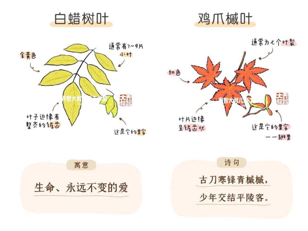 一天学习一个小百科&mdash;秋天的树叶（二）_中小学精品资料(高清可打印)_百科知识大全集312份高清资料整理版