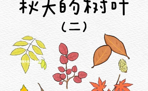 一天学习一个小百科&mdash;秋天的树叶（二）_中小学精品资料(高清可打印)_百科知识大全集312份高清资料整理版