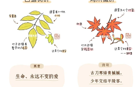 一天学习一个小百科&mdash;秋天的树叶（二）_中小学精品资料(高清可打印)_百科知识大全集312份高清资料整理版