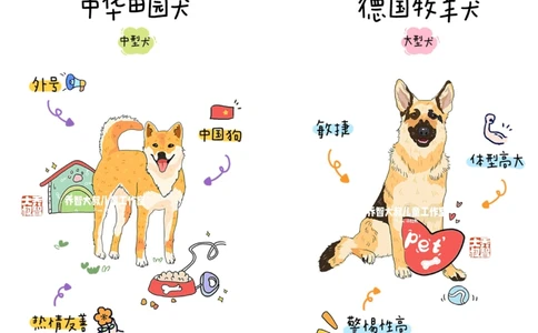 一天一个小百科&mdash;常见狗狗品种图鉴（一）_中小学精品资料(高清可打印)_百科知识大全集312份高清资料整理版