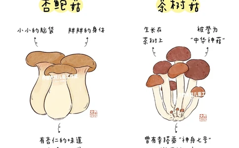 一天学习一个小百科&mdash;常见菌菇图鉴（一）_中小学精品资料(高清可打印)_百科知识大全集312份高清资料整理版