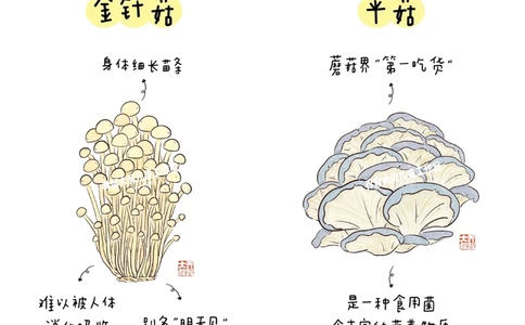 一天学习一个小百科&mdash;常见菌菇图鉴（一）_中小学精品资料(高清可打印)_百科知识大全集312份高清资料整理版