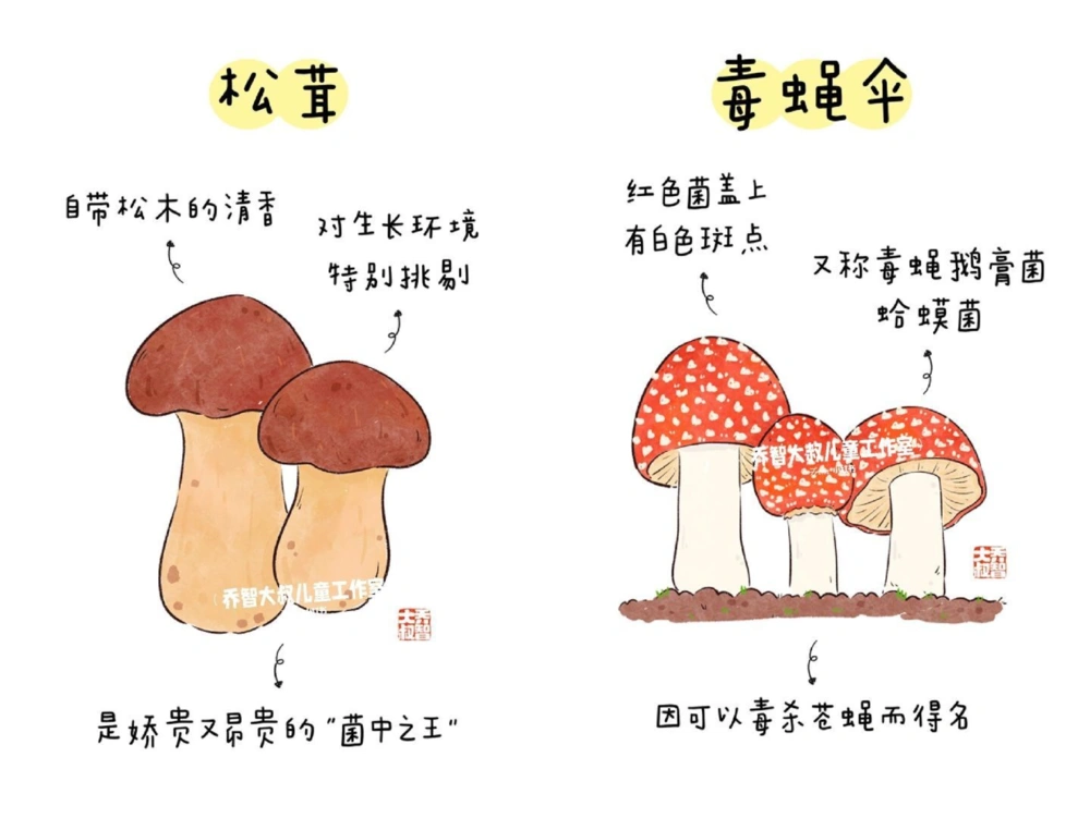 一天学习一个小百科&mdash;常见菌菇图鉴（二）_中小学精品资料(高清可打印)_百科知识大全集312份高清资料整理版