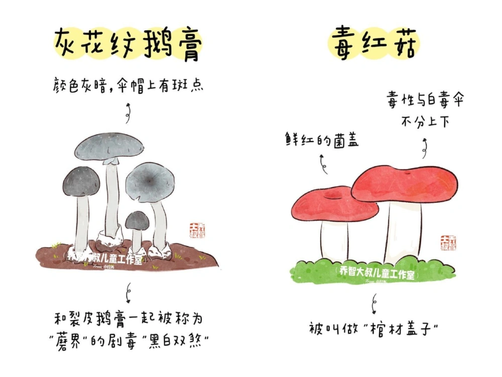 一天学习一个小百科&mdash;常见菌菇图鉴（二）_中小学精品资料(高清可打印)_百科知识大全集312份高清资料整理版