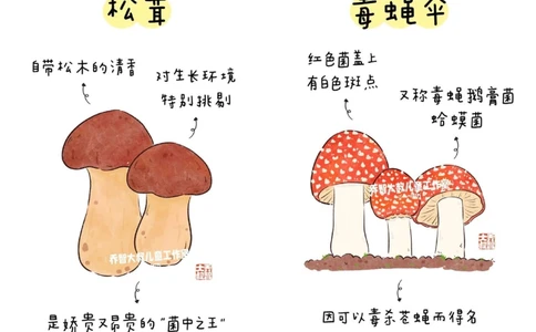 一天学习一个小百科&mdash;常见菌菇图鉴（二）_中小学精品资料(高清可打印)_百科知识大全集312份高清资料整理版