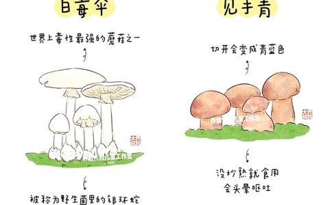 一天学习一个小百科&mdash;常见菌菇图鉴（二）_中小学精品资料(高清可打印)_百科知识大全集312份高清资料整理版