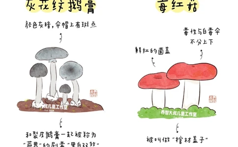 一天学习一个小百科&mdash;常见菌菇图鉴（二）_中小学精品资料(高清可打印)_百科知识大全集312份高清资料整理版