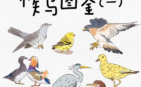 一天一个小百科&mdash;候鸟图鉴_中小学精品资料(高清可打印)_百科知识大全集312份高清资料整理版