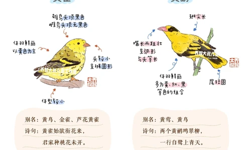 一天一个小百科&mdash;候鸟图鉴_中小学精品资料(高清可打印)_百科知识大全集312份高清资料整理版