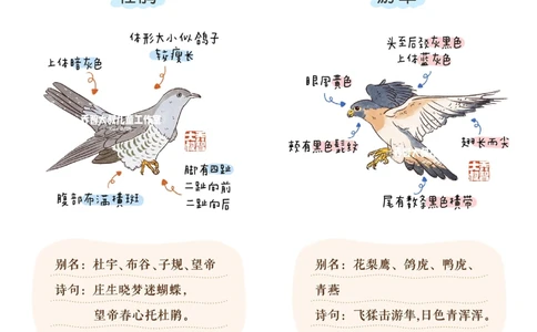 一天一个小百科&mdash;候鸟图鉴_中小学精品资料(高清可打印)_百科知识大全集312份高清资料整理版