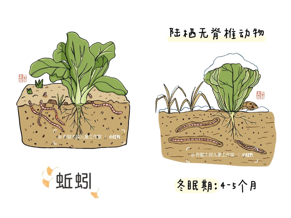 一天一个小百科&mdash;&mdash;冬眠的动物（二）_中小学精品资料(高清可打印)_百科知识大全集312份高清资料整理版