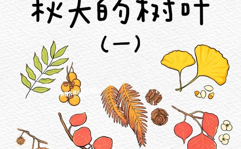 一天学习一个小百科&mdash;&mdash;秋天的树叶（一）_中小学精品资料(高清可打印)_百科知识大全集312份高清资料整理版