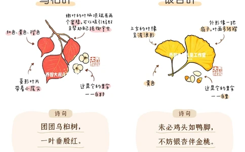 一天学习一个小百科&mdash;&mdash;秋天的树叶（一）_中小学精品资料(高清可打印)_百科知识大全集312份高清资料整理版