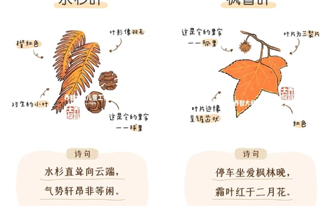 一天学习一个小百科&mdash;&mdash;秋天的树叶（一）_中小学精品资料(高清可打印)_百科知识大全集312份高清资料整理版