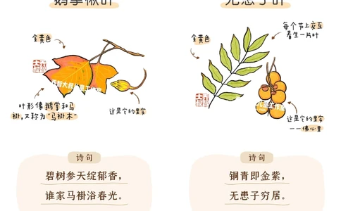 一天学习一个小百科&mdash;&mdash;秋天的树叶（一）_中小学精品资料(高清可打印)_百科知识大全集312份高清资料整理版