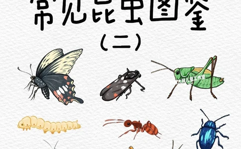 一天一个小百科&mdash;常见昆虫图鉴（二）_中小学精品资料(高清可打印)_百科知识大全集312份高清资料整理版
