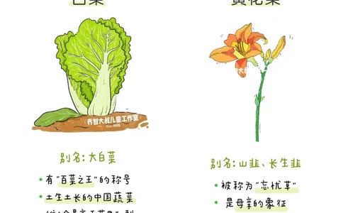 一天一个小百科&mdash;&mdash;蔬菜认知（二）_中小学精品资料(高清可打印)_百科知识大全集312份高清资料整理版