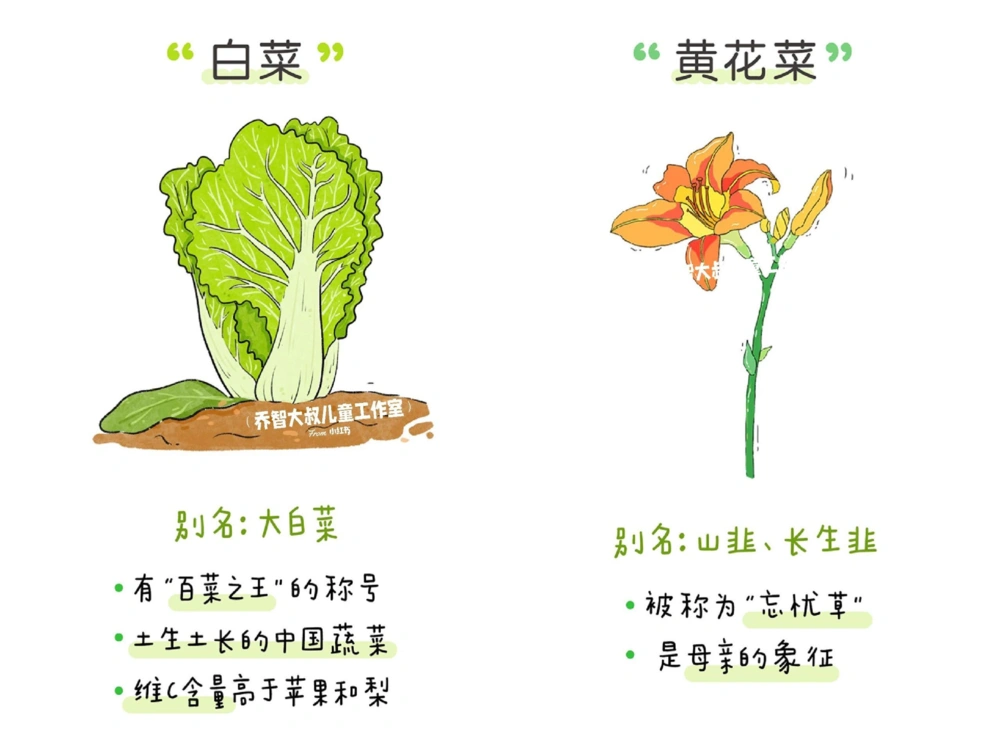 一天一个小百科&mdash;&mdash;蔬菜认知（二）_中小学精品资料(高清可打印)_百科知识大全集312份高清资料整理版
