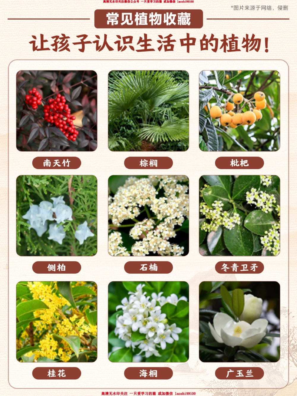 常见的植物-你家孩子都能认出来吗？_2025抖音最火小学全科全年级资料大全集超完整版_小学常识VIP资源禁止外传