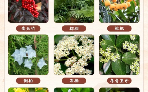 常见的植物-你家孩子都能认出来吗？_2025抖音最火小学全科全年级资料大全集超完整版_小学常识VIP资源禁止外传
