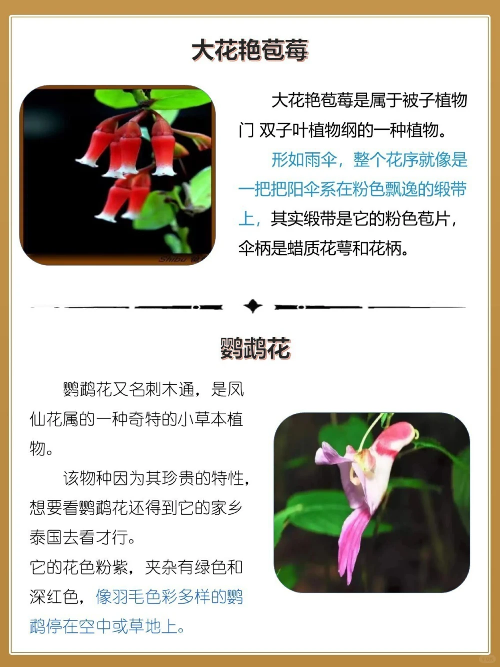 最奇葩16种长相怪异的植物，你认识几个？_中小学精品资料(高清可打印)_百科知识大全集312份高清资料整理版