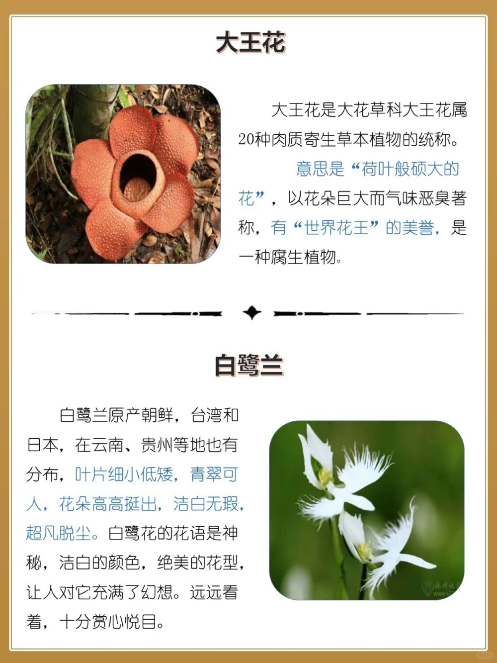 最奇葩16种长相怪异的植物，你认识几个？_中小学精品资料(高清可打印)_百科知识大全集312份高清资料整理版