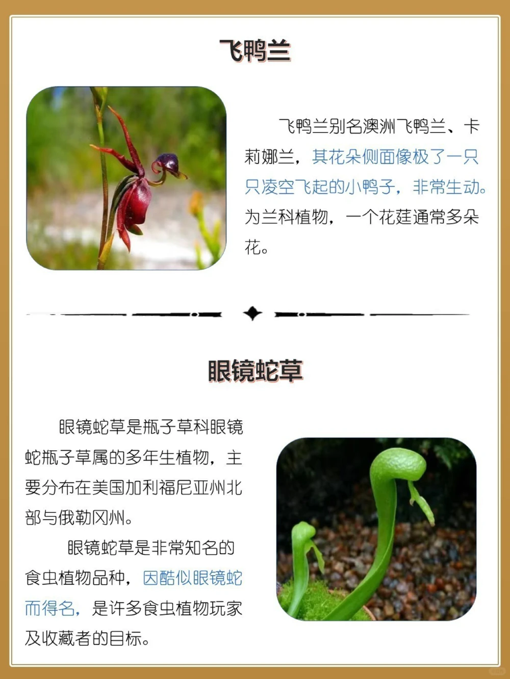 最奇葩16种长相怪异的植物，你认识几个？_中小学精品资料(高清可打印)_百科知识大全集312份高清资料整理版