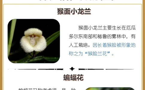 最奇葩16种长相怪异的植物，你认识几个？_中小学精品资料(高清可打印)_百科知识大全集312份高清资料整理版