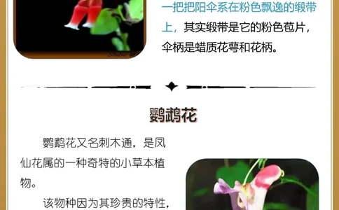 最奇葩16种长相怪异的植物，你认识几个？_中小学精品资料(高清可打印)_百科知识大全集312份高清资料整理版