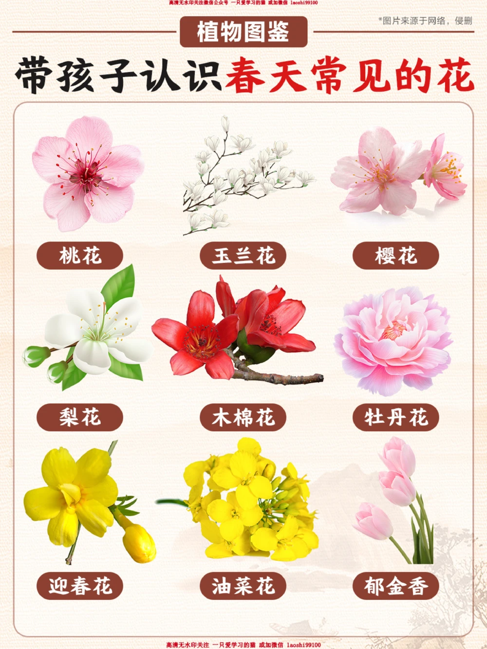 春天常见的花_2025抖音最火小学全科全年级资料大全集超完整版_小学常识VIP资源禁止外传