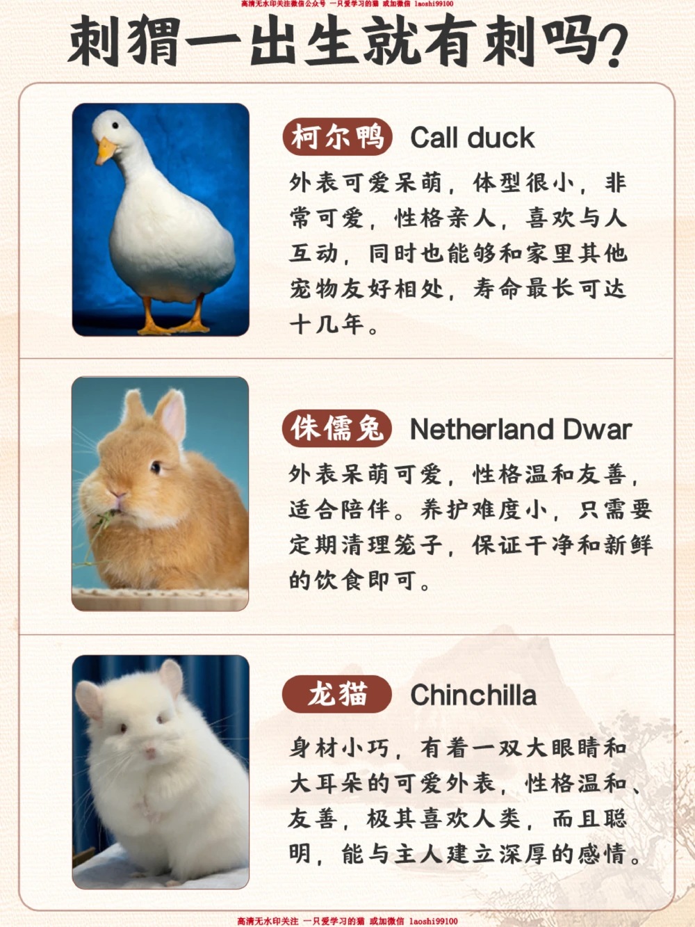 带孩子学习冷门可爱宠物丨小学语文课本拓展_2025抖音最火小学全科全年级资料大全集超完整版_小学语文VIP资源禁止外传