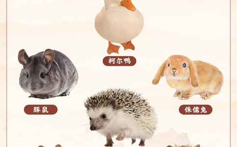 带孩子学习冷门可爱宠物丨小学语文课本拓展_2025抖音最火小学全科全年级资料大全集超完整版_小学语文VIP资源禁止外传