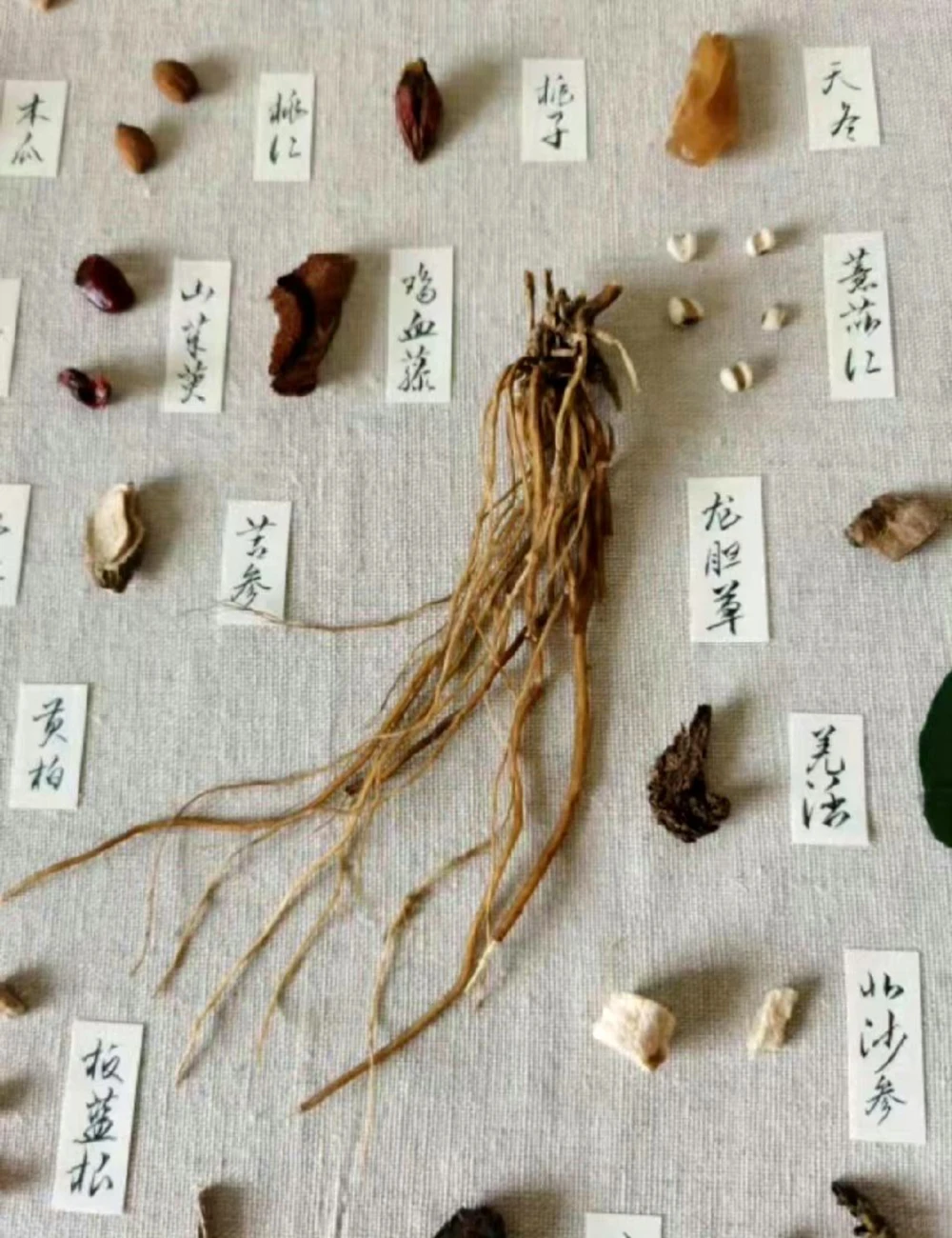 传说中的草药长啥样啊？中药材图文识别_中小学精品资料(高清可打印)_古文化大全集628份高清资料整理版