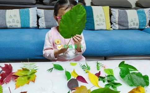 带孩子认识树叶，直接被震住了_中小学精品资料(高清可打印)_常识知识大全集140份高清资料整理版